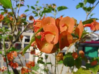 Orange and Rose-Pink