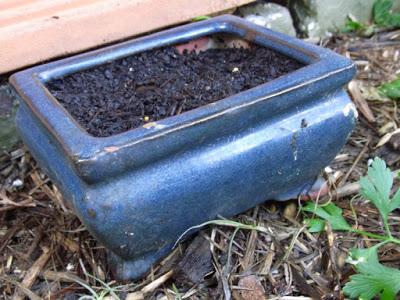 Small beginnings for a little bonsai