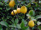 Citrus Feeding Time Again, Folks