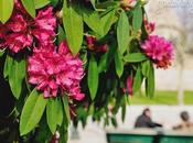 Blooms Rotunda Boavista, Porto