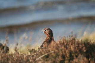 SNH report on game bird hunting published today