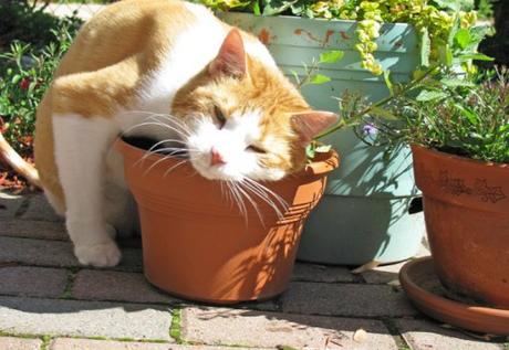 Cat Rubbing on a Pot Plant