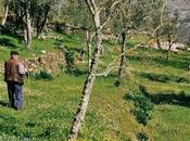 Pastoral Portugal