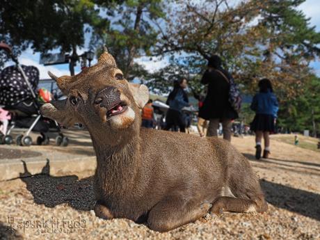 Nara Deers