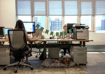 Chaos in the Cubicles, or a Calm Company: Does a pets-at-work Policy Work?