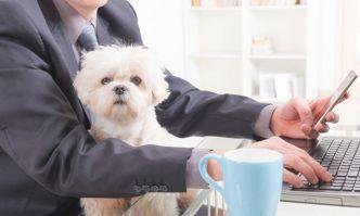 Chaos in the Cubicles, or a Calm Company: Does a pets-at-work Policy Work?