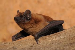 are bats nocturnal