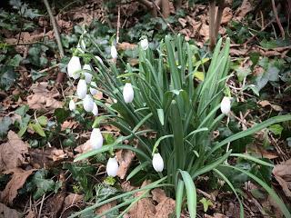 Nothing say’s ‘spring’ quite like spring flowers. Nothing say’s ‘spring’ quite like spring flowers.
