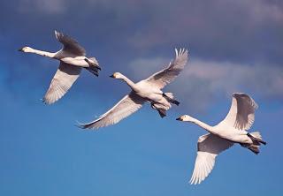 I.D. guides issued as swans migrate across Europe