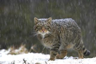 “Supercats” can save the day for Scottish wildcats