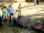 Crisis Salvador Rising Violence Brutal Killing Hippo