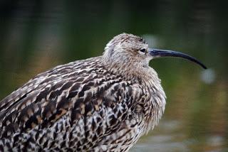 Over-half of the world’s curlew and godwit species face extinction from habitat loss and other pressures.