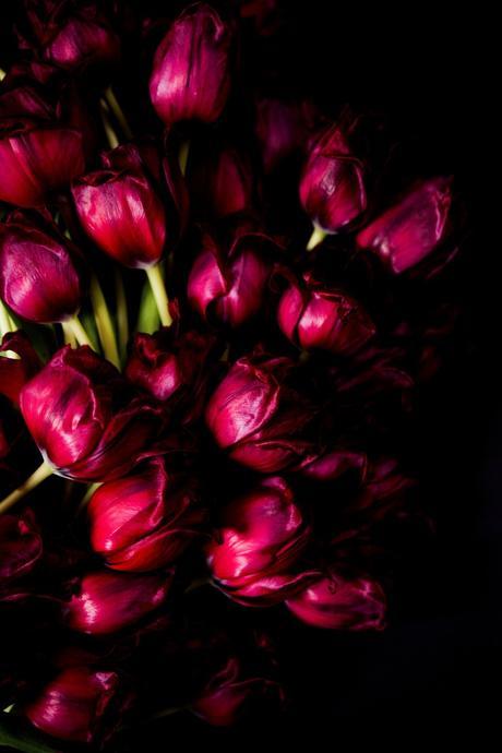 Extraordinary Red Tulips