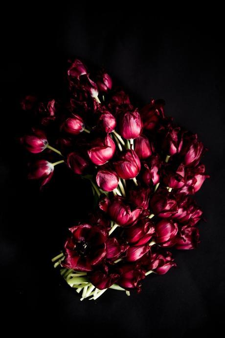 Extraordinary Red Tulips