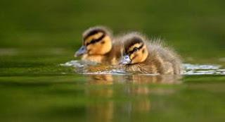 Downy Duckling Days at WWT Wetland Centres this Summer Half Term