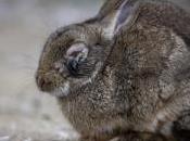 Job: Research Associate Eco-epidemiological Modelling