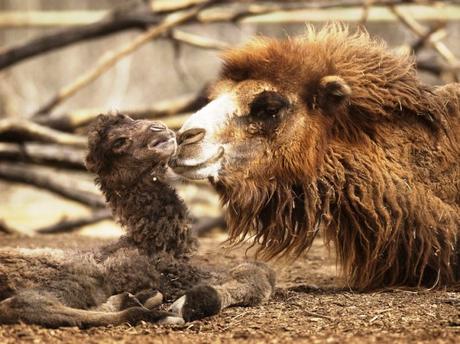 are animals sheltered at Zoo - sad tales of man's greed !!