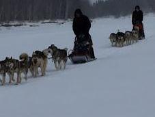 2017 Iditarod Begins Tomorrow