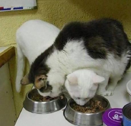 Cats Eating Over Eat Other