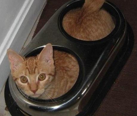 Cat Inside Food Bowl