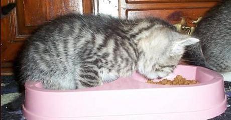 Cat Inside Food Bowl