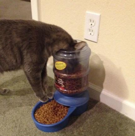 Cat Eating the Wrong Way