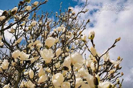 magnolia tree in bloom (Vila Nova de Cerveira, Portugal)