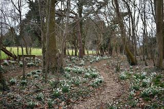 The Snowdrop Walk at Holme Pierrepont Hall