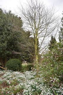 The Snowdrop Walk at Holme Pierrepont Hall