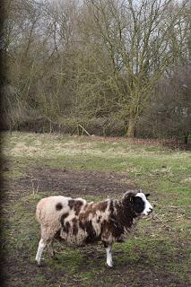 The Snowdrop Walk at Holme Pierrepont Hall