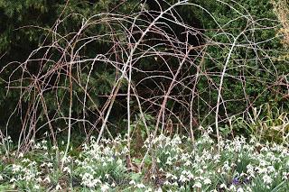 The Snowdrop Walk at Holme Pierrepont Hall