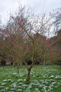 The Snowdrop Walk at Holme Pierrepont Hall