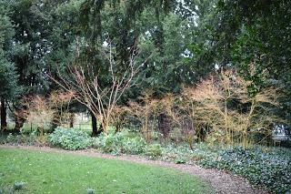 The Snowdrop Walk at Holme Pierrepont Hall