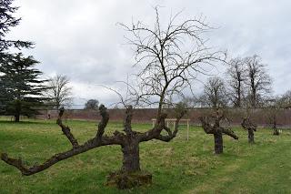 The Snowdrop Walk at Holme Pierrepont Hall