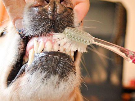 Why Mom was Right About Spring Cleaning: Part 1, Grooming