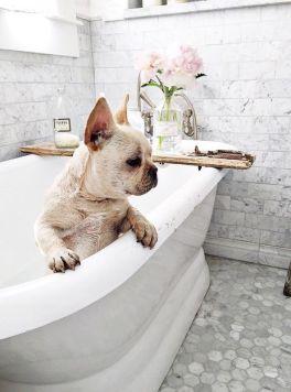 dog-in-bath