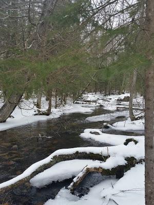 Interesting Day in the Woods