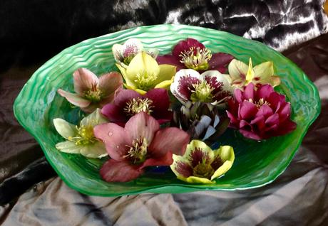 In a Vase on Monday: A Bowl of Hellebores