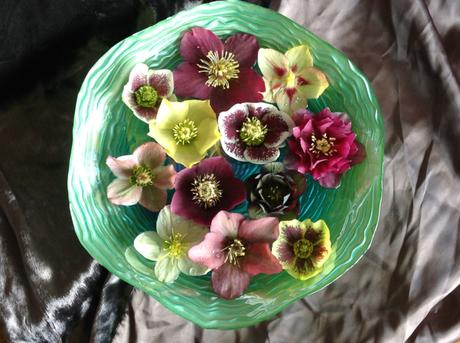 In a Vase on Monday: A Bowl of Hellebores
