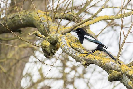 More Corvid action - Magpie