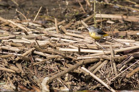Another shot of the Grey Wagtail