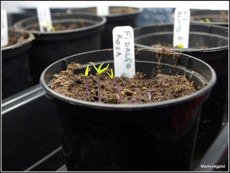 How to germinate chillis
