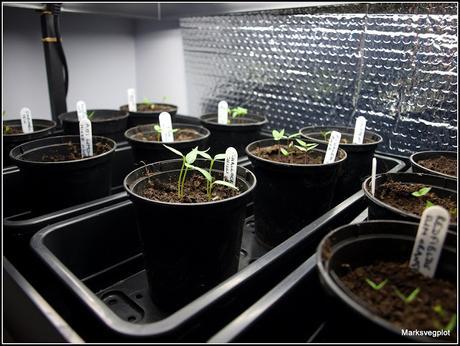 How to germinate chillis