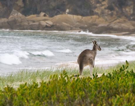 6 Unforgettable South Coast Beaches in Australia