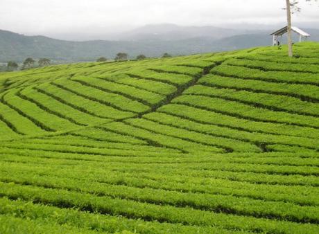 Indonesia Tea Production