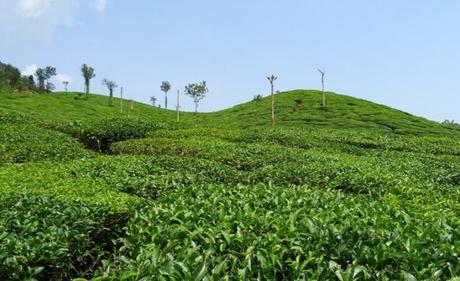 The Top 10 Most Tea Producing Countries in the Entire World