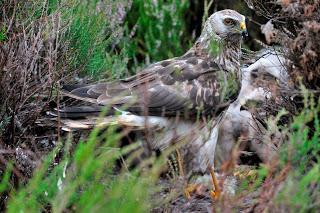 Public asked for sightings of rare hen harriers