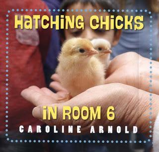 HATCHING CHICKS IN ROOM 6 is a Junior Library Guild Selection