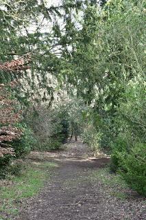 A visit to Croome to see the snowdrops