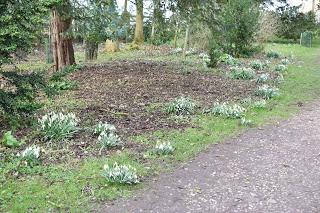 A visit to Croome to see the snowdrops